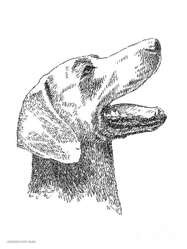 Weimaraner Poster featuring the drawing Weimaraner-Drawing by Gordon Punt