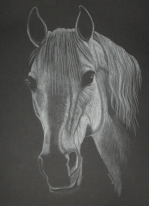 Horse Poster featuring the pastel White Mare by Stephanie L Carr