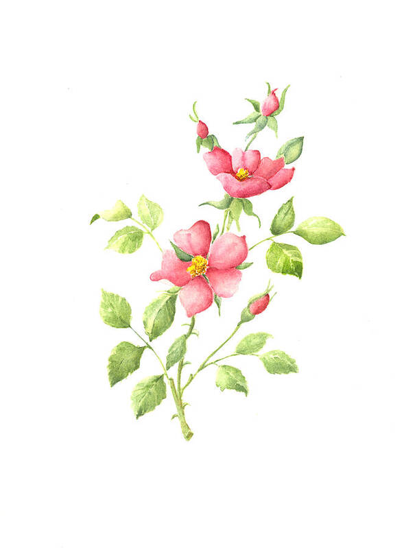 Flowers Poster featuring the painting Wild Roses by Susan Mahoney