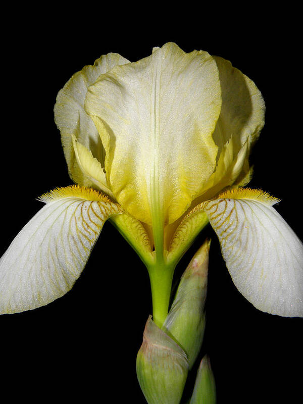 Iris Poster featuring the photograph Yellow At Night by Kim Galluzzo