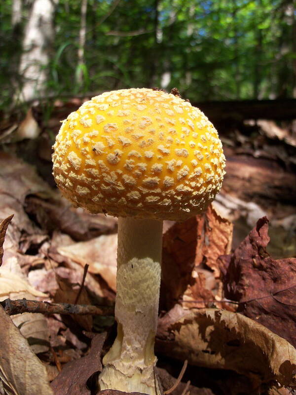 Mushroom Poster featuring the photograph Yellow Mushroom by David Pickett