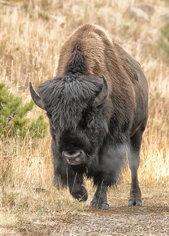 Yellowstone Poster featuring the photograph Yellowstone Buffalo by Wade Aiken