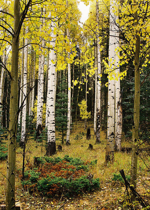 Red River Poster featuring the photograph Aspen Grove In Upper Red River Valley by Ron Weathers