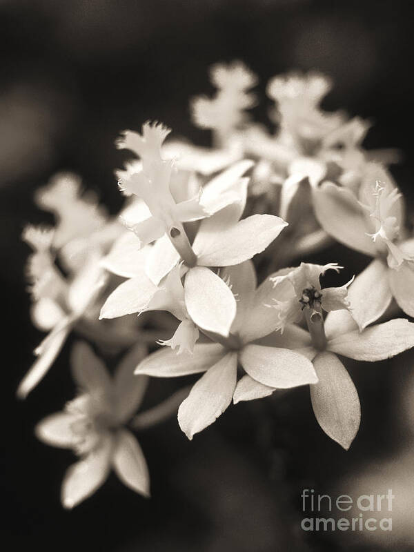 Allan Seiden Poster featuring the photograph Epidendrum Orchid #1 by Allan Seiden - Printscapes