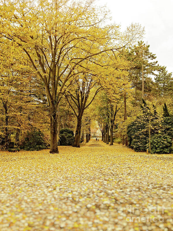 Fall Landscape Photograph Poster featuring the photograph Carpet of golden leaves by Ivy Ho