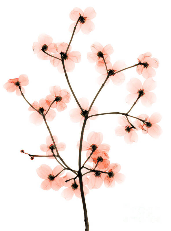 Tree Poster featuring the photograph Flowering Dogwood X-ray #2 by Ted Kinsman