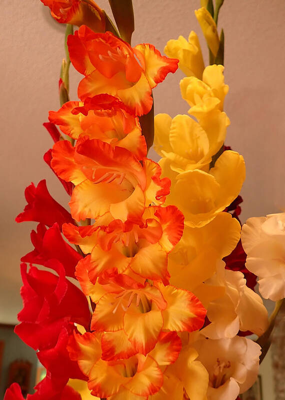 Flowers Poster featuring the photograph Gladiolas #1 by Farol Tomson