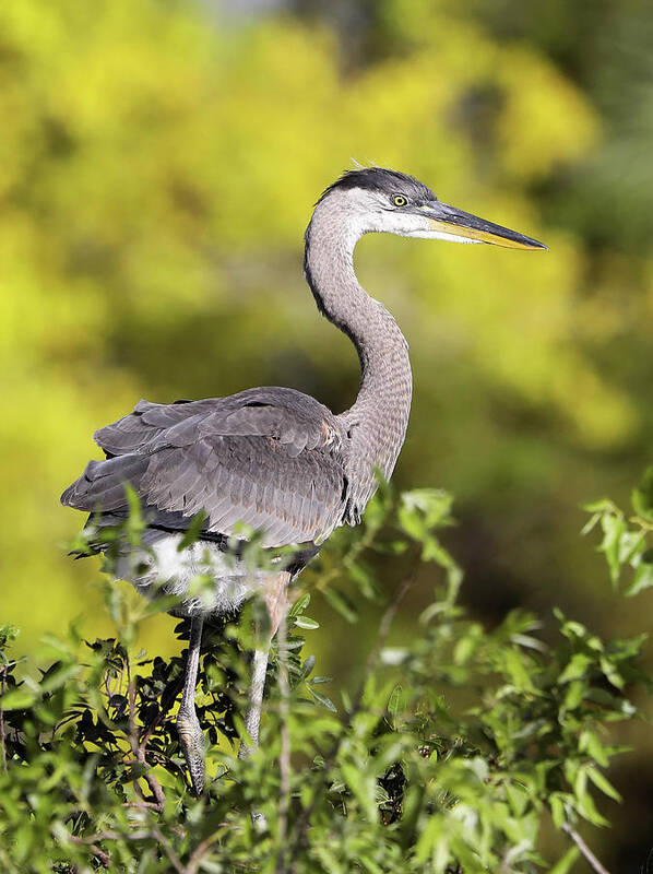 Great Blue Heron Poster featuring the photograph Great Blue Heron #1 by Jack Nevitt