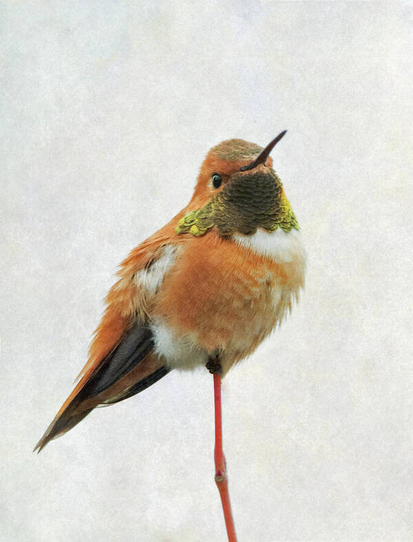 Hummingbird Poster featuring the photograph On Guard #1 by Angie Vogel