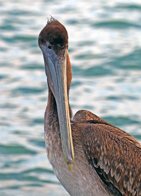 Pelican Poster featuring the photograph Pelican #1 by Bruce Roker