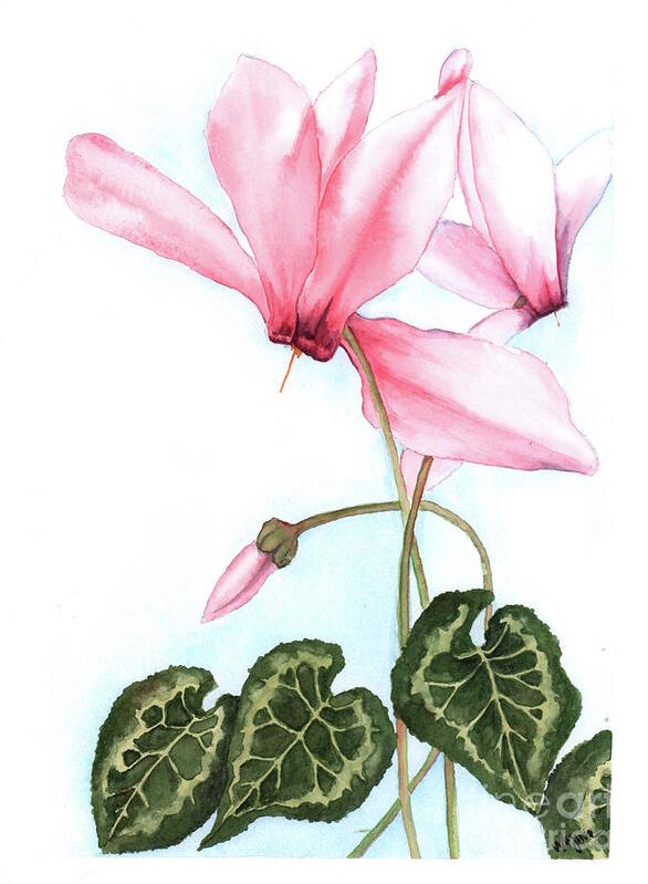 Flowers Poster featuring the painting Pink Cyclamen #1 by Hilda Wagner