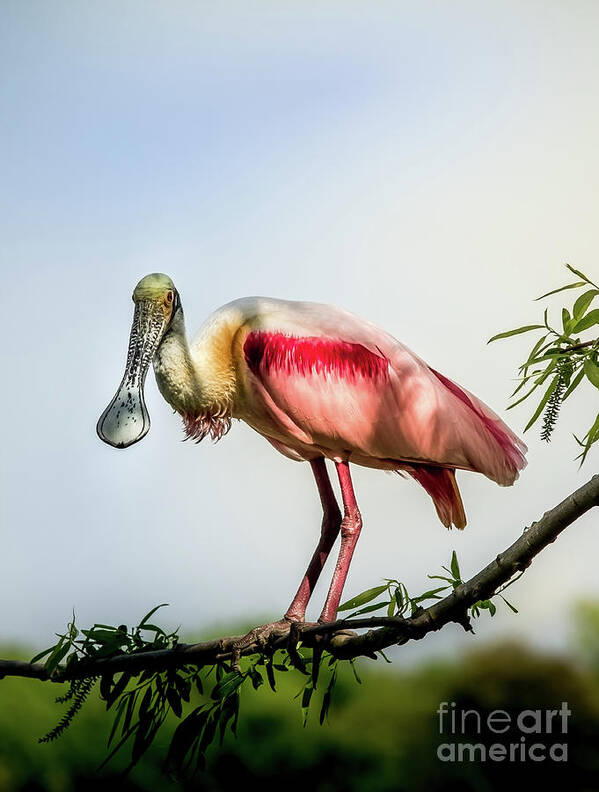 Nature Poster featuring the photograph Roseate Spoonbill On Limb by Robert Frederick
