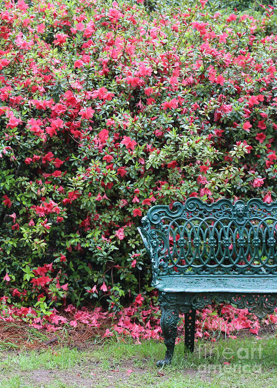 Southern Poster featuring the photograph Sit a Spell #1 by Carol Groenen