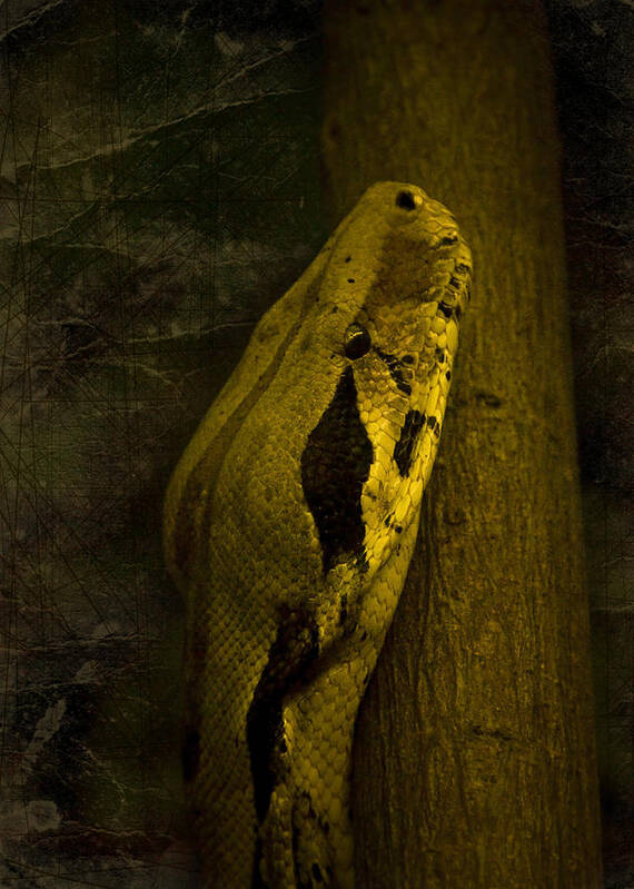 Black Snake Poster featuring the photograph Snake #1 by Svetlana Sewell