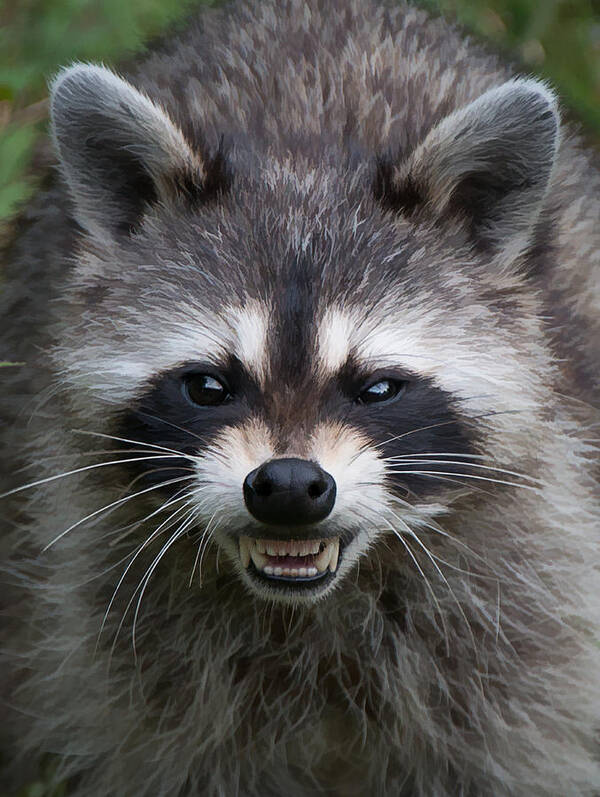 Portrait Poster featuring the photograph Snarling Raccoon #1 by Joye Ardyn Durham