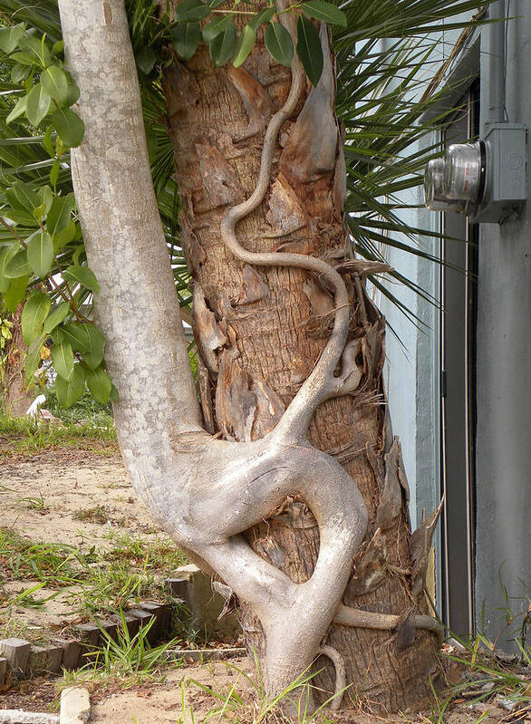 Ficus Poster featuring the photograph Tree Hugger #1 by Richard Barone