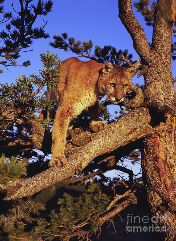 North American Wildlife Poster featuring the photograph Mountain Lion #10 by Dennis Hammer