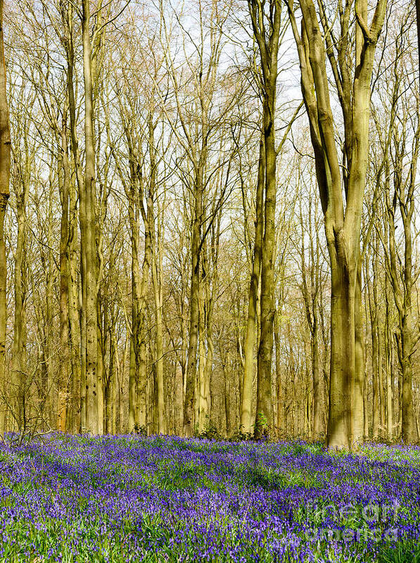 Bluebells Poster featuring the photograph Bluebell woods #2 by Colin Rayner