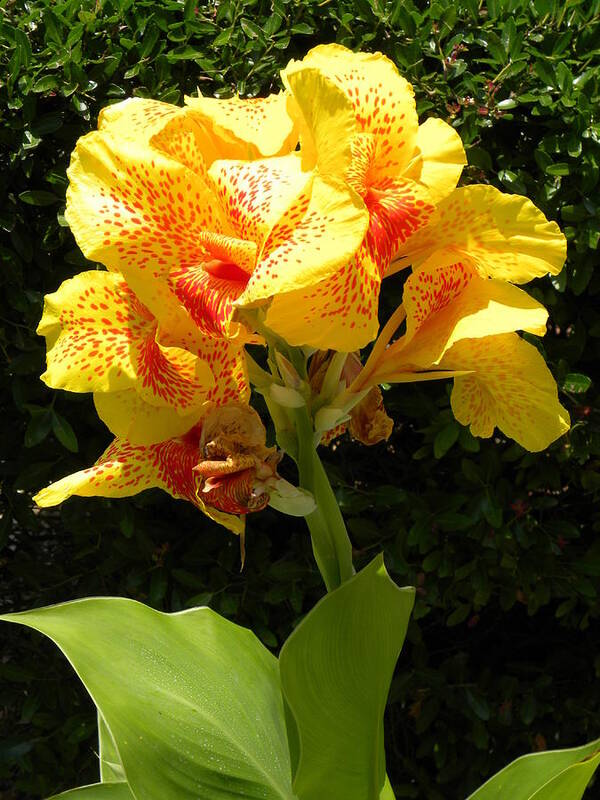Flower Poster featuring the photograph Yellow Canna Lily #2 by Terri Mills