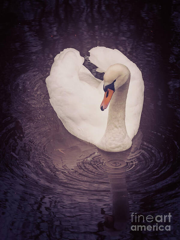 D90 Poster featuring the photograph Swan by Mariusz Talarek