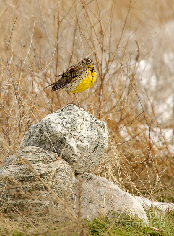 Bird Poster featuring the photograph Western Meadowlark #4 by Dennis Hammer