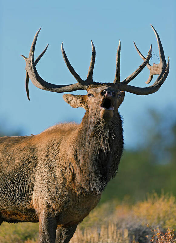Bull Elk Poster featuring the photograph A Bull Elk bugling in the Rocky Mountains by Gary Langley