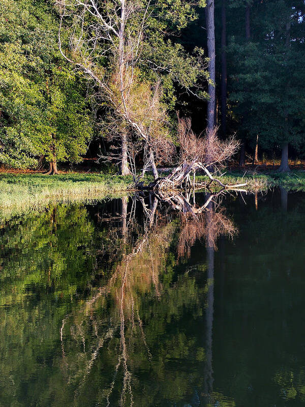 Scenic Tours Poster featuring the photograph A Darkened Cove by Skip Willits