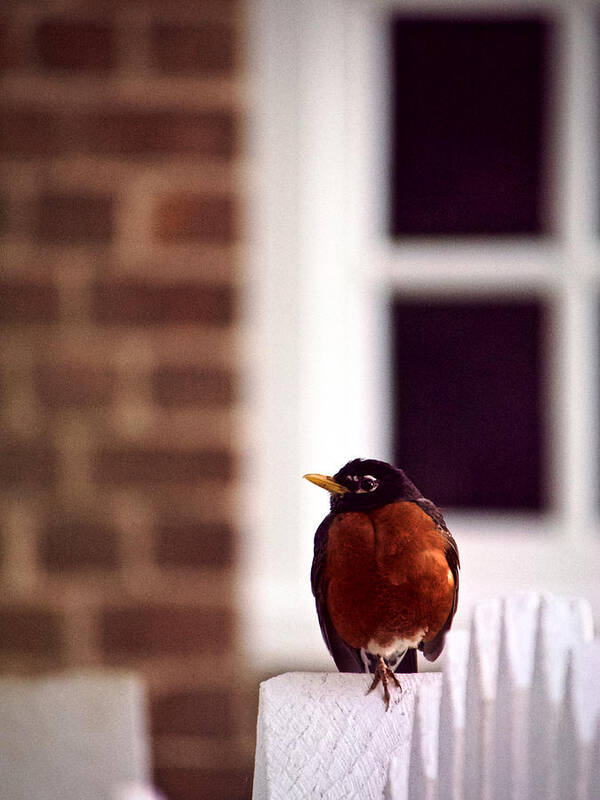 Robin Poster featuring the photograph A Red Bird by Rachel Morrison