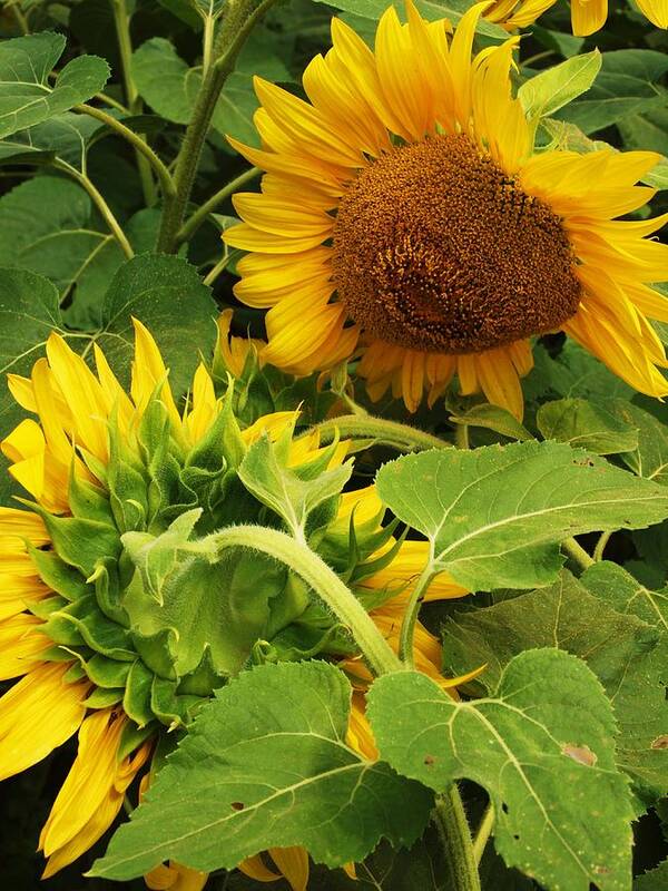 Sunflower Poster featuring the photograph A tired friend by John Scates