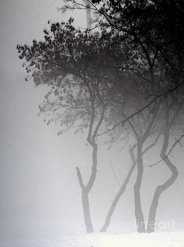Trees Poster featuring the photograph A Walk Through The Mist by Linda Shafer