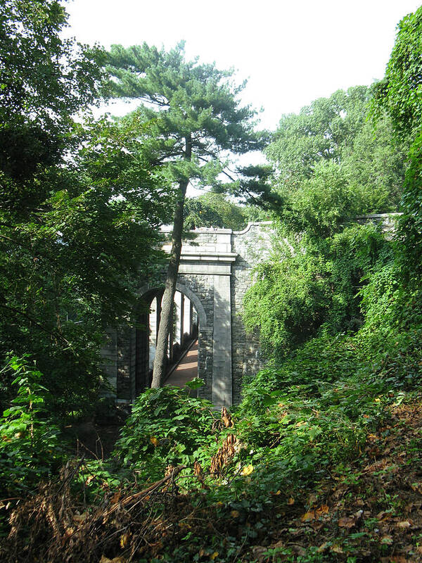 Trees Poster featuring the photograph Abandoned Passage by Tom Hefko