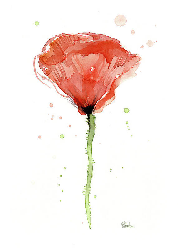 Watercolor Poppy Poster featuring the painting Abstract Red Poppy Watercolor by Olga Shvartsur