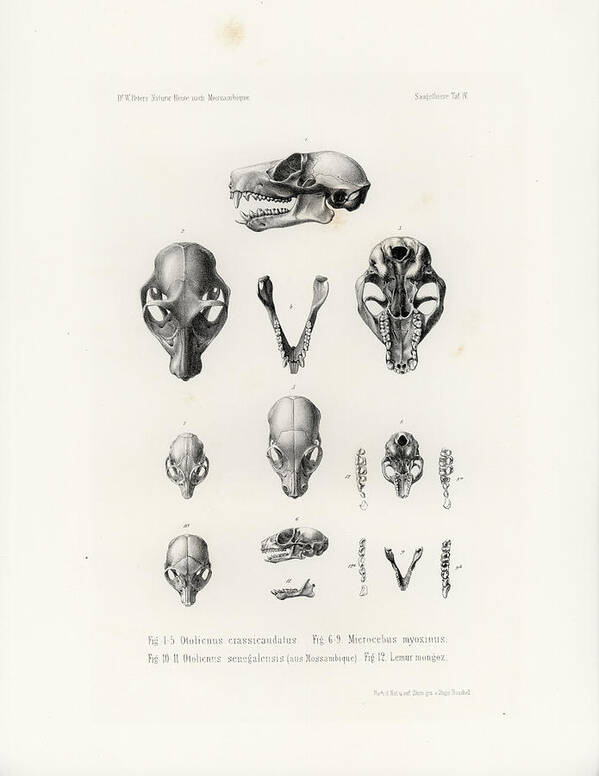 Mammals Poster featuring the drawing African Mammal skulls by Hugo Troschel