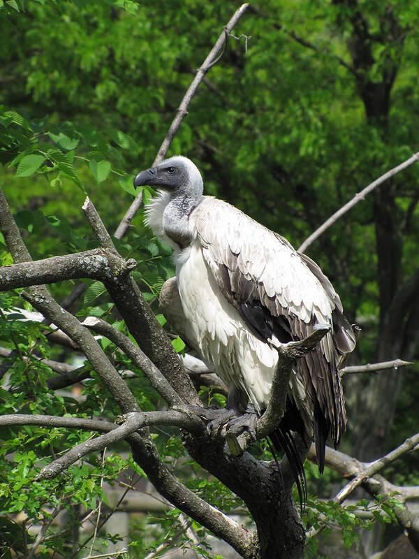 Vulture Poster featuring the photograph African Vulture by George Jones