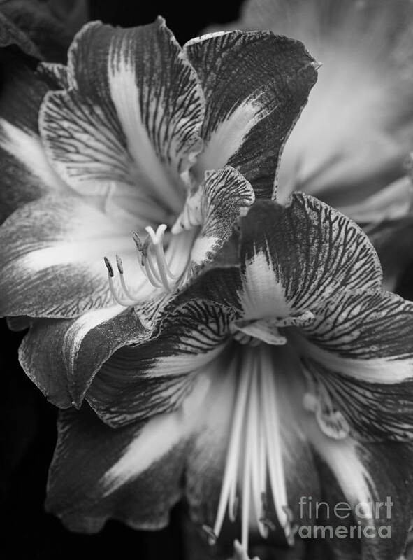 Flora Poster featuring the photograph Amaryllis in Black and White by Cindy Manero