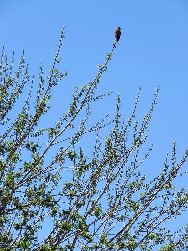  Falcons Poster featuring the photograph American Kestrel atop Pecan Tree by Judy Kennedy