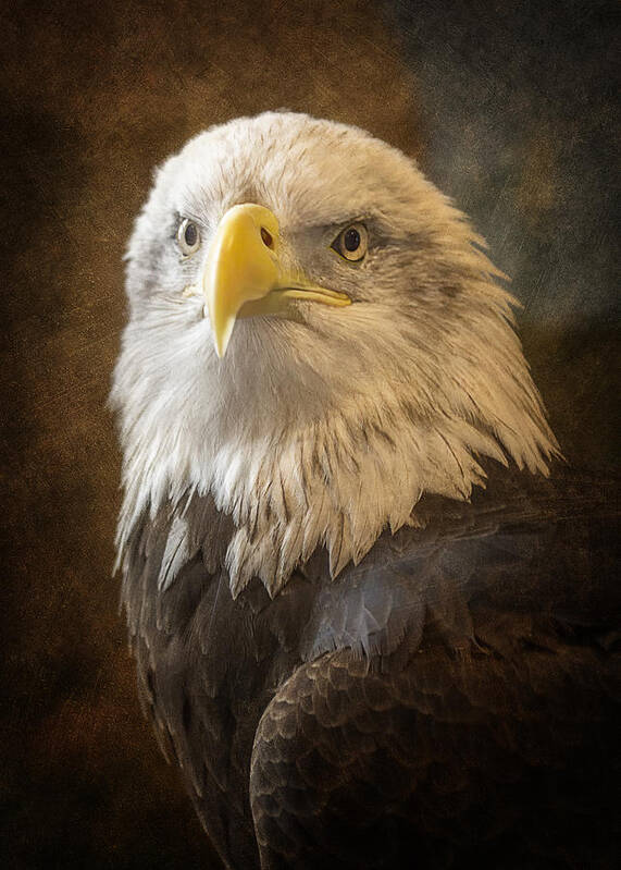 Eagle Poster featuring the photograph An Eagles Majesty by Bill and Linda Tiepelman