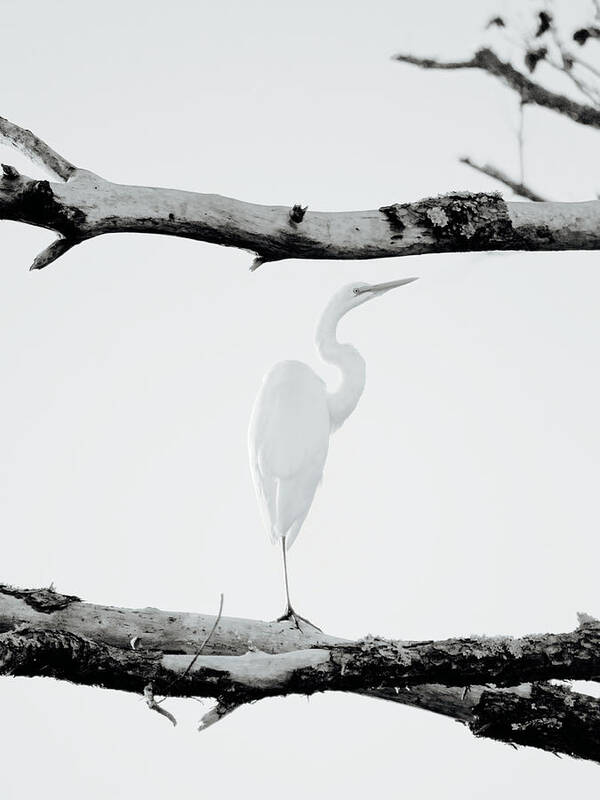 Great Egret Poster featuring the photograph An Egret by Rachel Morrison