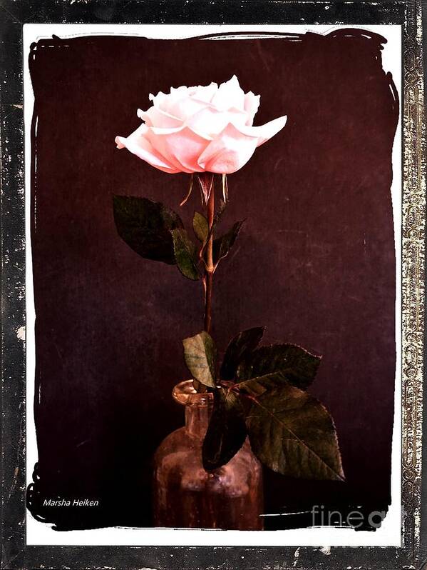 Photo Poster featuring the photograph Antique Pink Rose by Marsha Heiken
