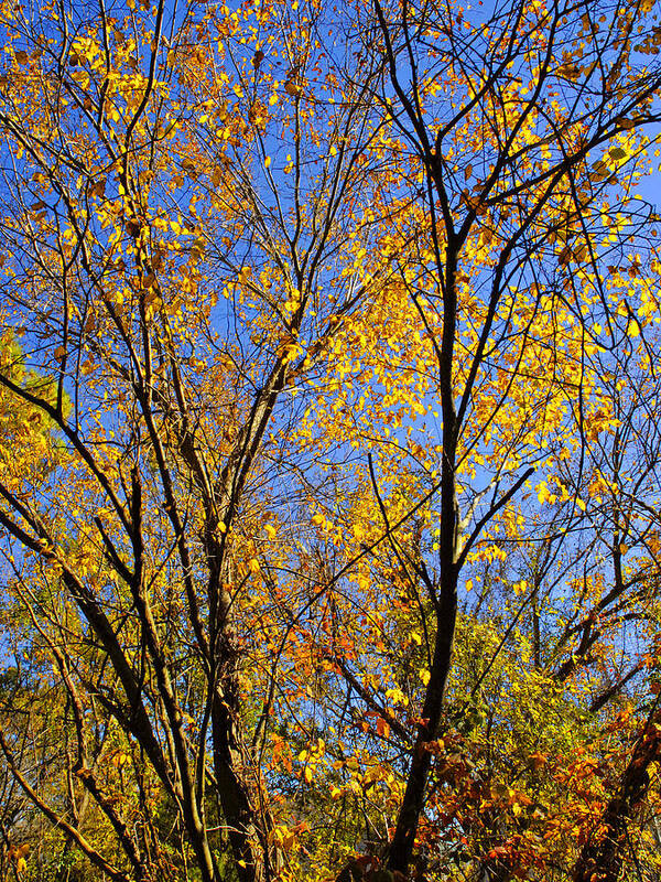Fall Leaves Poster featuring the photograph Autumn Colors by Stephen Anderson