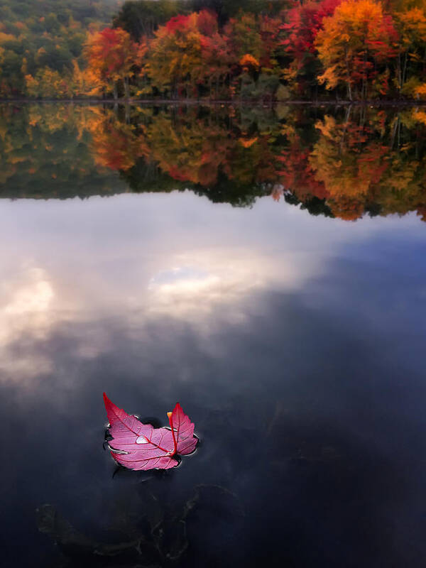 Leaf Poster featuring the photograph Autumn Mornings IV by Craig Szymanski