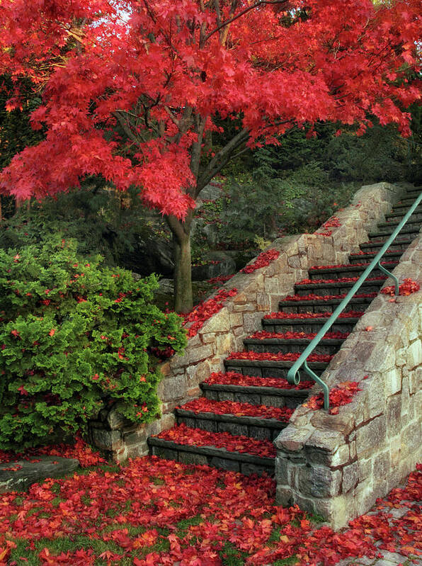 Autumn Poster featuring the photograph Autumn's Remains by Jessica Jenney