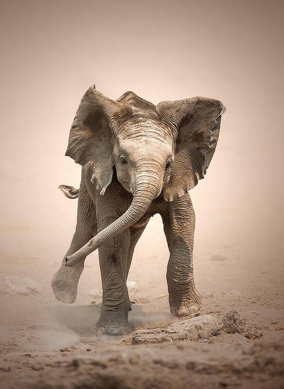 Elephant Poster featuring the photograph Baby Elephant mock charging by Johan Swanepoel