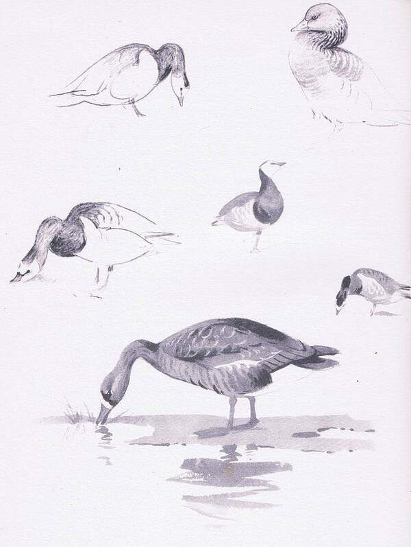 Barnacle And White Fronted Geese Poster featuring the painting Barnacle and White Fronted Geese by Archibald Thorburn