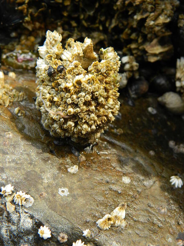 Barnacles Poster featuring the photograph Barnacle Worm by Gallery Of Hope 