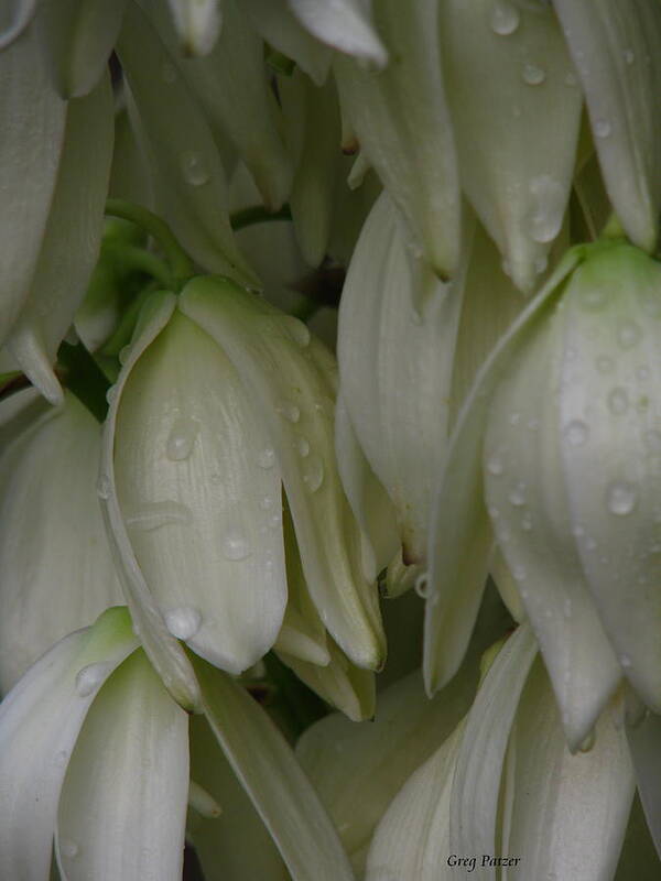 Flowers Poster featuring the photograph Bayonet Bloom by Greg Patzer