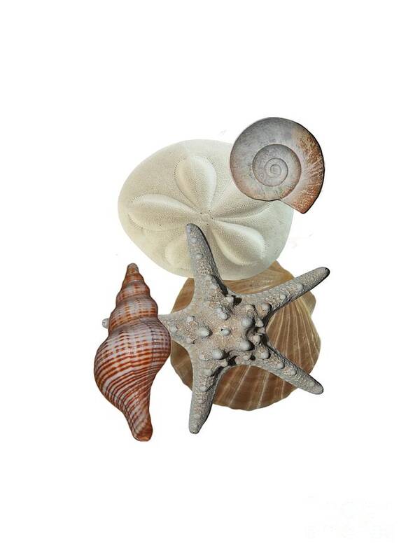 Shells; Sea Shells; Sea Biscuit; Sea Creature; Sea Life; Starfish; Knobby Starfish; Beach Bounty; Beach Find; Beach Theme; Beach Decor; Beachy; Shell Collage; Sand Dollar Poster featuring the photograph Beach Bounty by Judy Hall-Folde