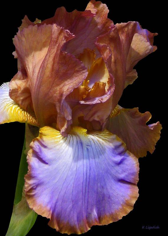 Floral Poster featuring the photograph Bearded Iris with Black Background by Kerri Ligatich