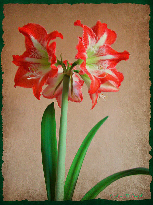 Flower Poster featuring the photograph Beautiful Amaryllis by Barbara Zahno