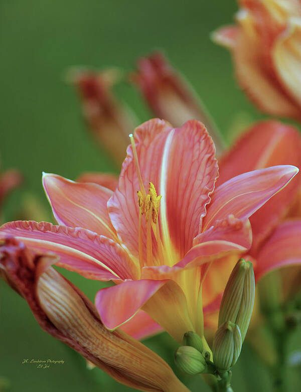 Lily Poster featuring the photograph Beautiful Day Lilies by Jeanette C Landstrom